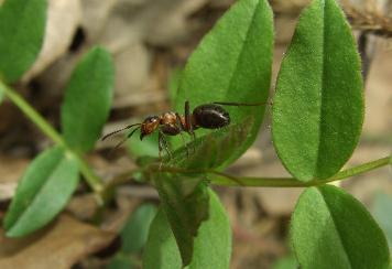 Domowe sposoby na mrówki w ogrodzie